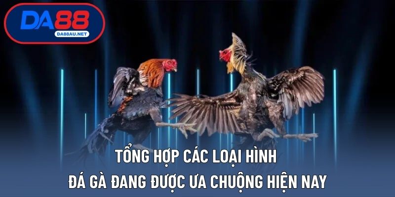 Tổng hợp các loại hình đá gà đang được ưa chuộng hiện nay
