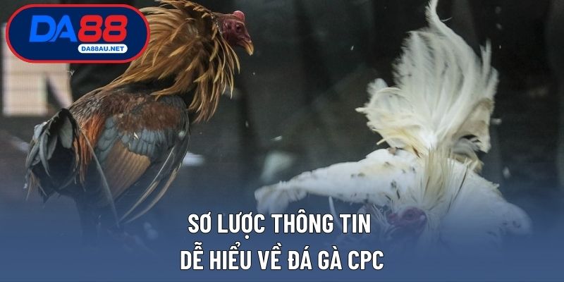 Sơ lược thông tin dễ hiểu về đá gà cpc