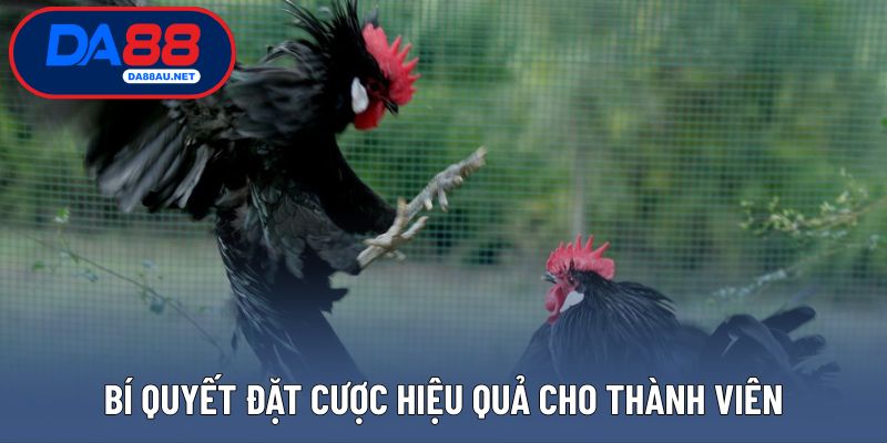 Bí quyết đặt cược hiệu quả cho thành viên