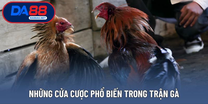 Những cửa cược phổ biến trong trận gà