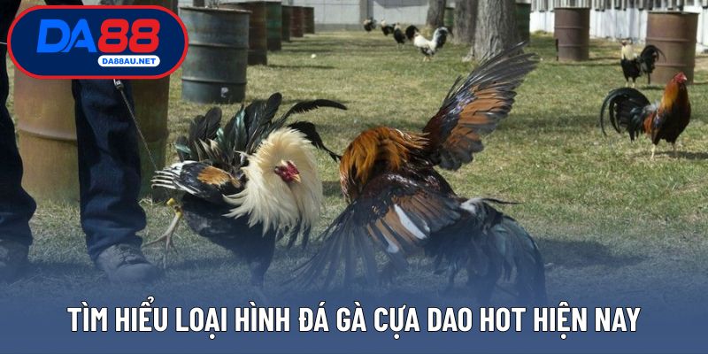 Tìm hiểu loại hình đá gà cựa dao hot hiện nay