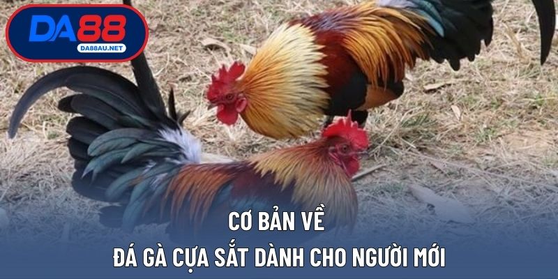 Cơ bản về đá gà cựa sắt dành cho người mới