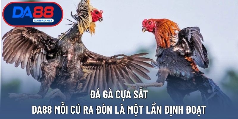 Đá gà cựa sắt