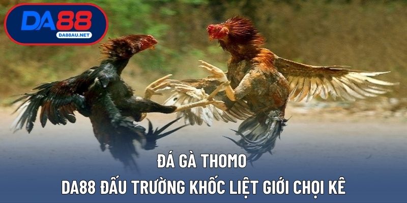 Đá gà thomo