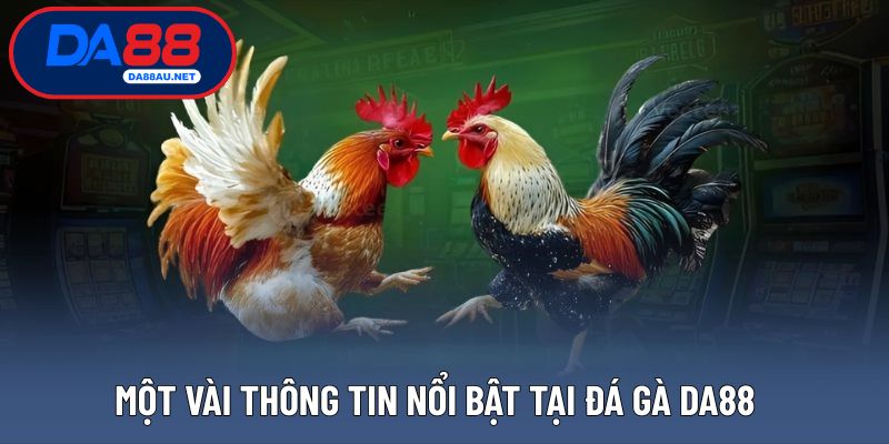 Một số thông tin đáng chú ý về đá gà DA88